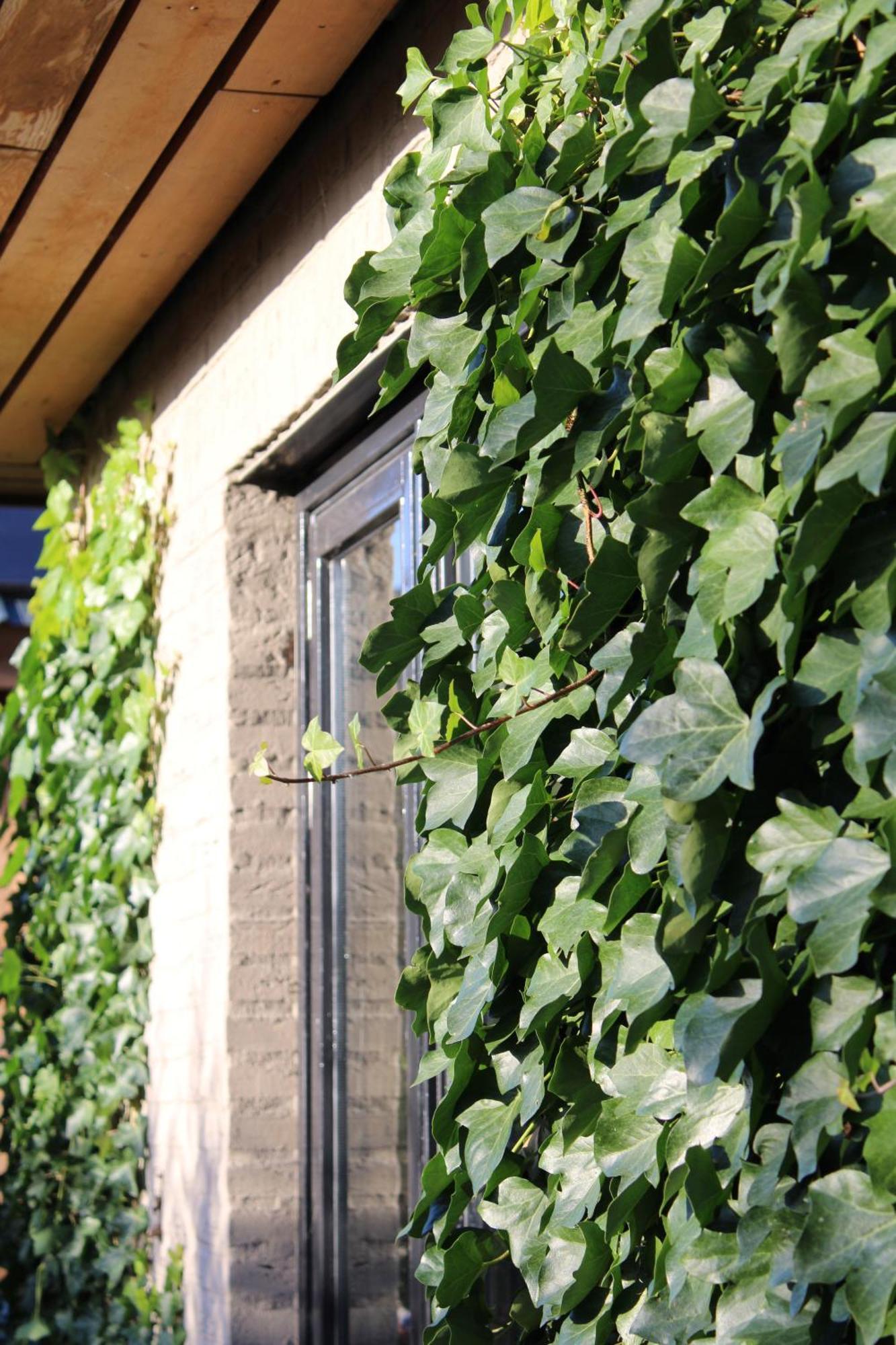 Bed and Breakfast Tiny House In De Boomgaard Stad aan 't Haringvliet Exterior foto